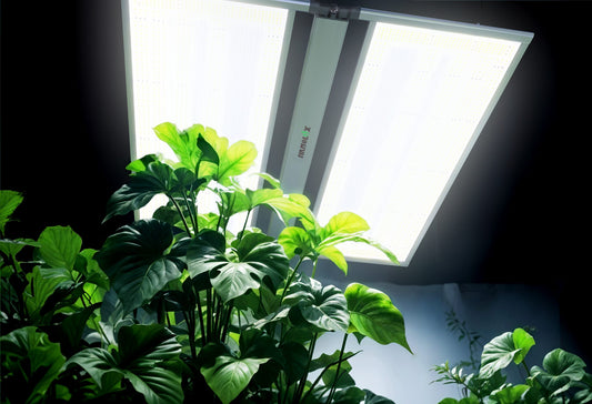 Illuminating Your Indoor Oasis: Exploring the World of Plant Lights